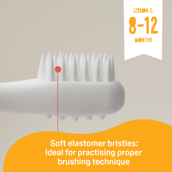 Pigeon Training Toothbrush – Lesson 2 (8–12 Months)