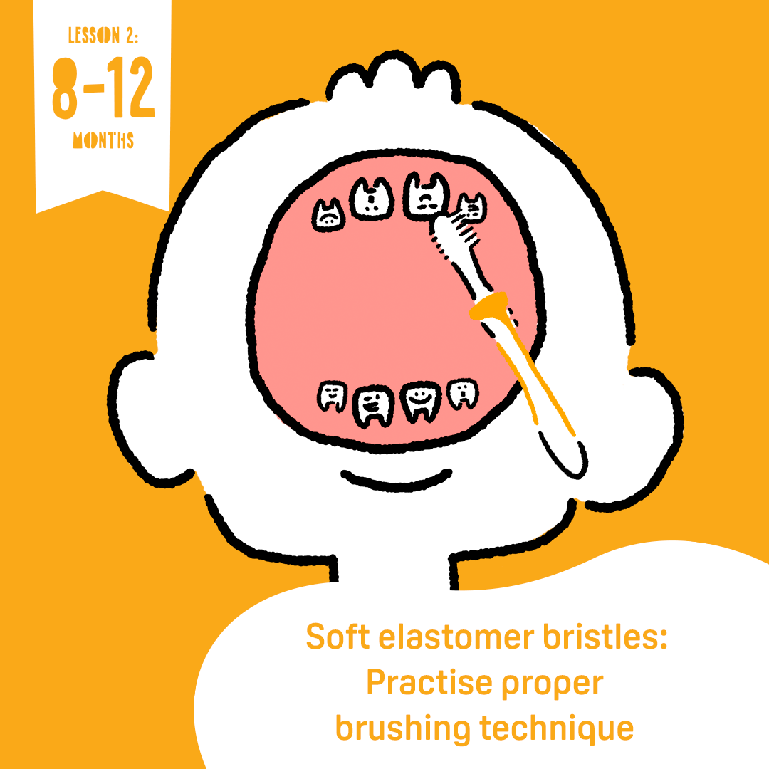 Pigeon Training Toothbrush Lesson 2 (8–12 Months) Pigeon Training Toothbrush Lesson 2 (8–12 Months)